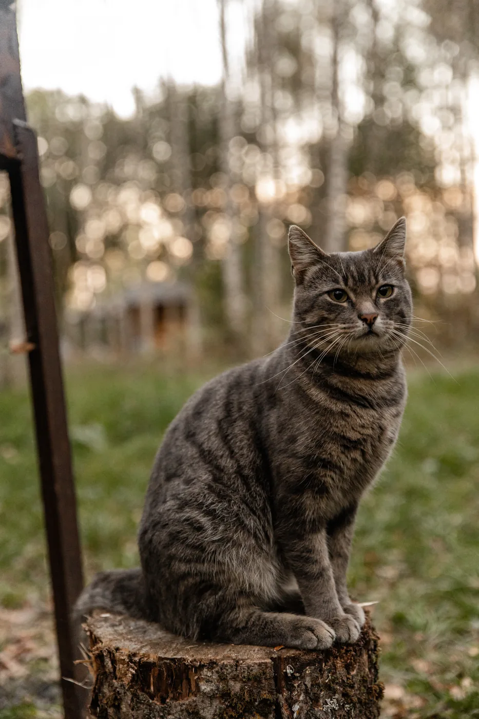 Коты Варвар, Дымка и Чук