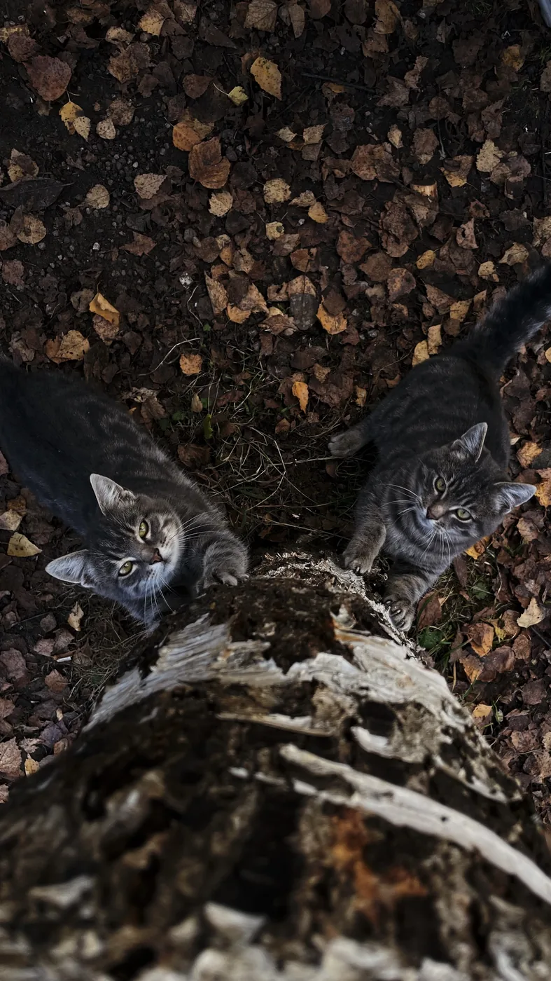 Коты Варвар, Дымка и Чук